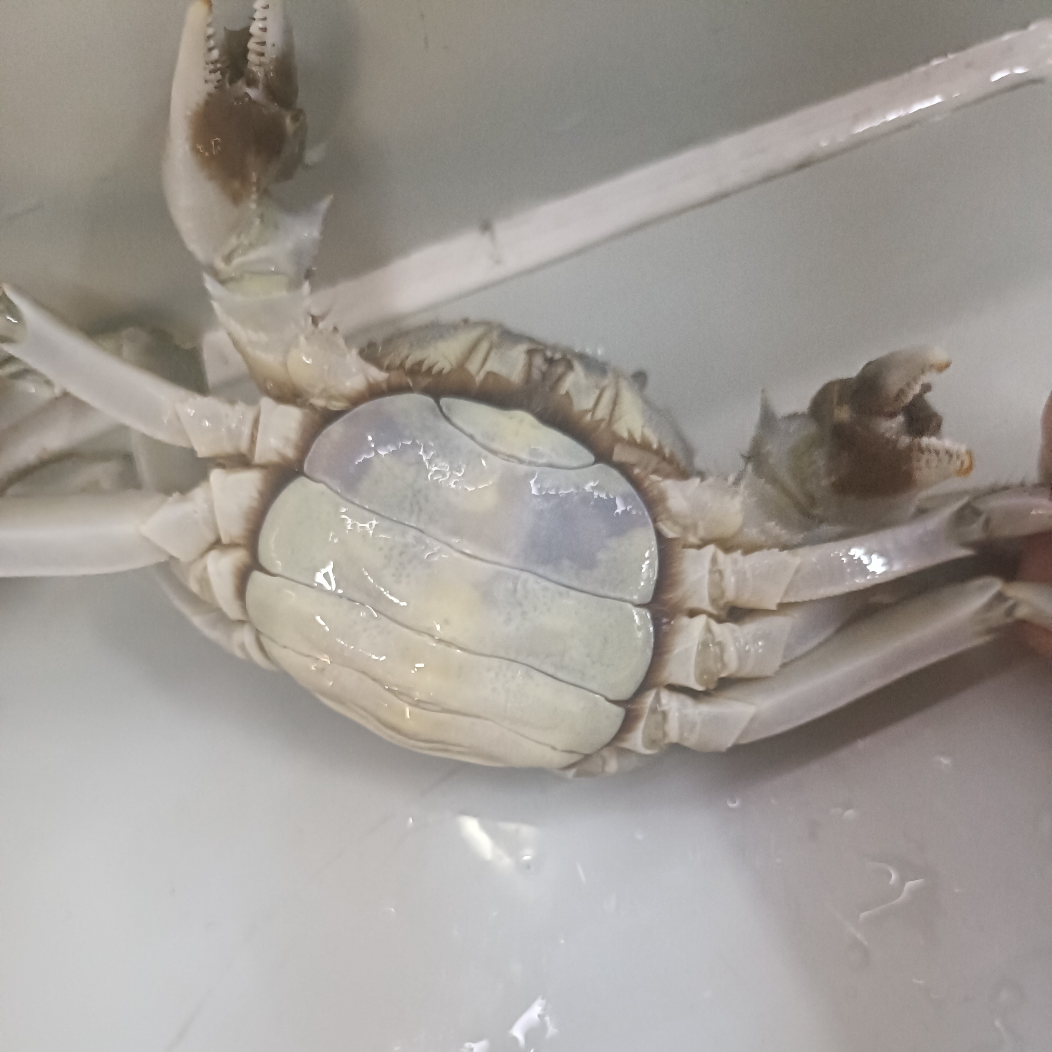 精品辽蟹2.5～3两一只（母蟹硬黄）