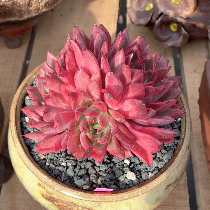 多肉植物 红颜一物一拍-4