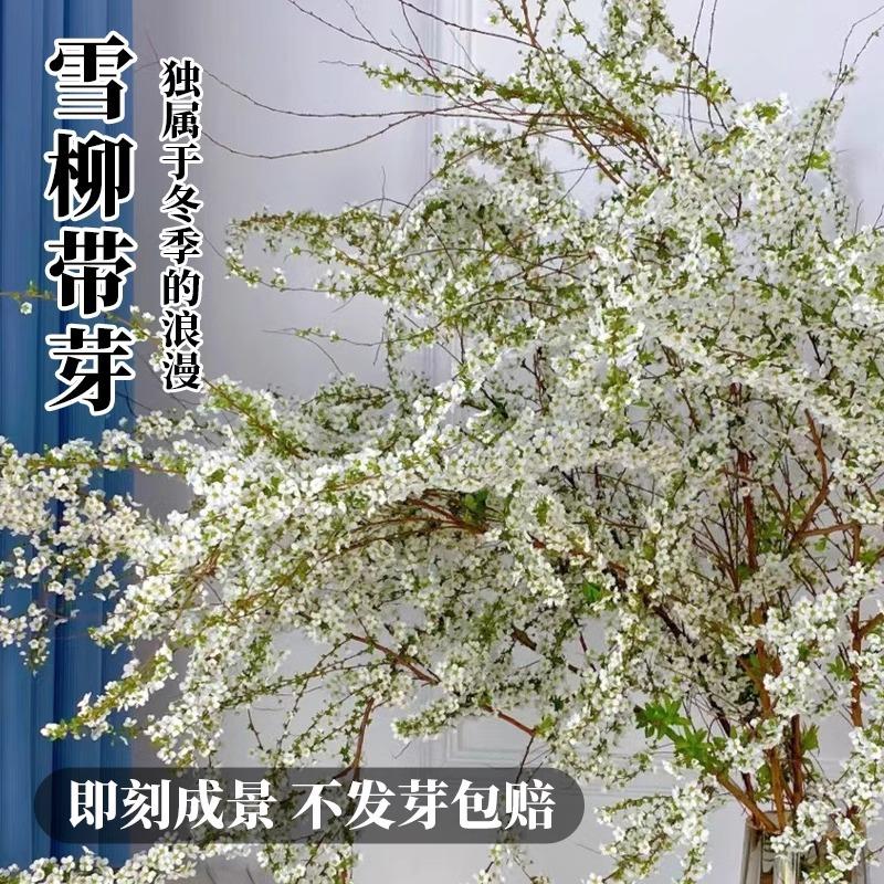 雪柳鲜枝带芽水培绿植水养干枝鲜花盆栽室内好养高端鲜切好活鲜花
