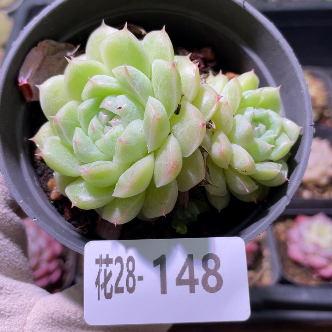 花利美28-148麦秆