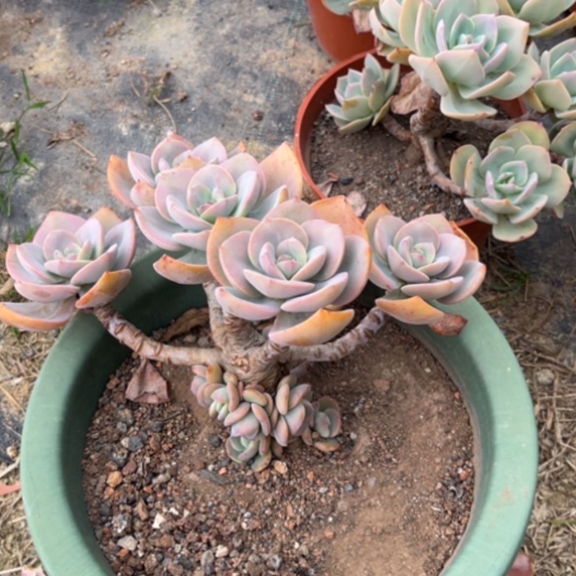 【闪购商品】舒*园白凤