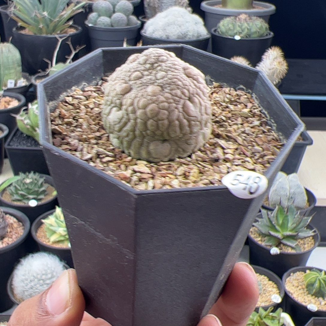 凝蹄玉实生3.2一物一拍