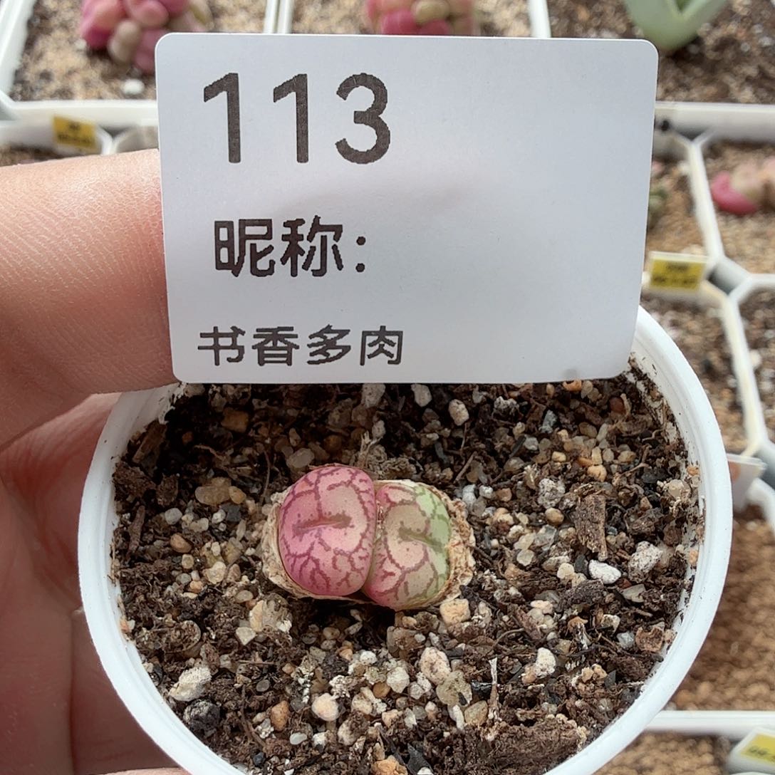 多肉植物多肉植物