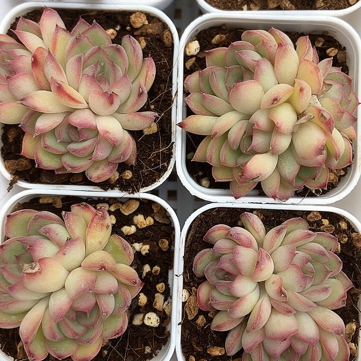 莫兰德多头 一颗包邮