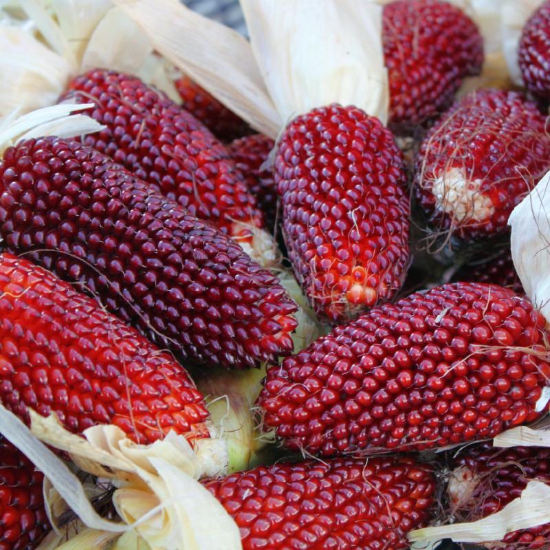 草莓玉米种子小玉米种籽可生食观赏迷你彩色文玩玉米种孑菠萝玉米