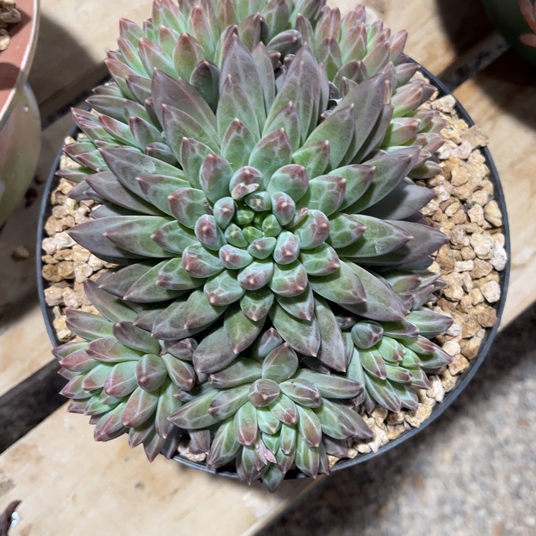 蔬**子寄养链接的肉肉的肉肉