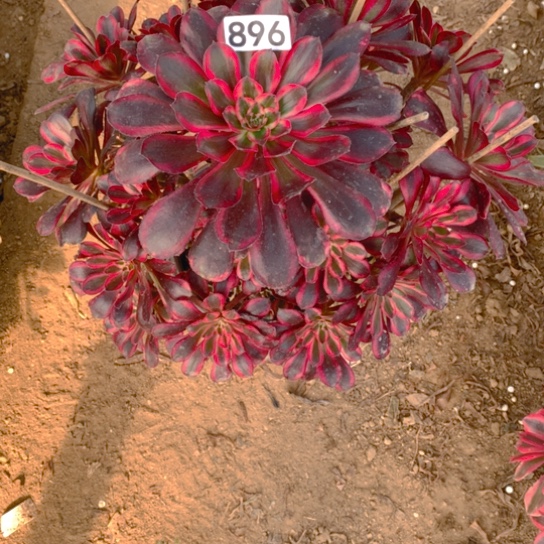 无花朵986多肉植物香奈儿