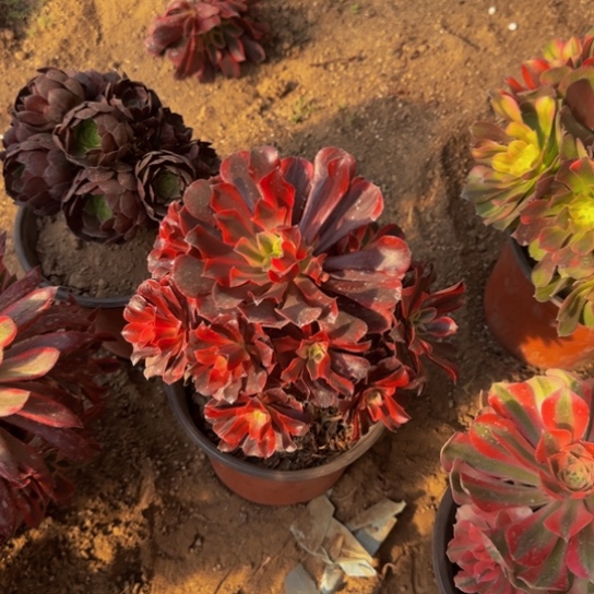 美杜莎9.9多肉植物