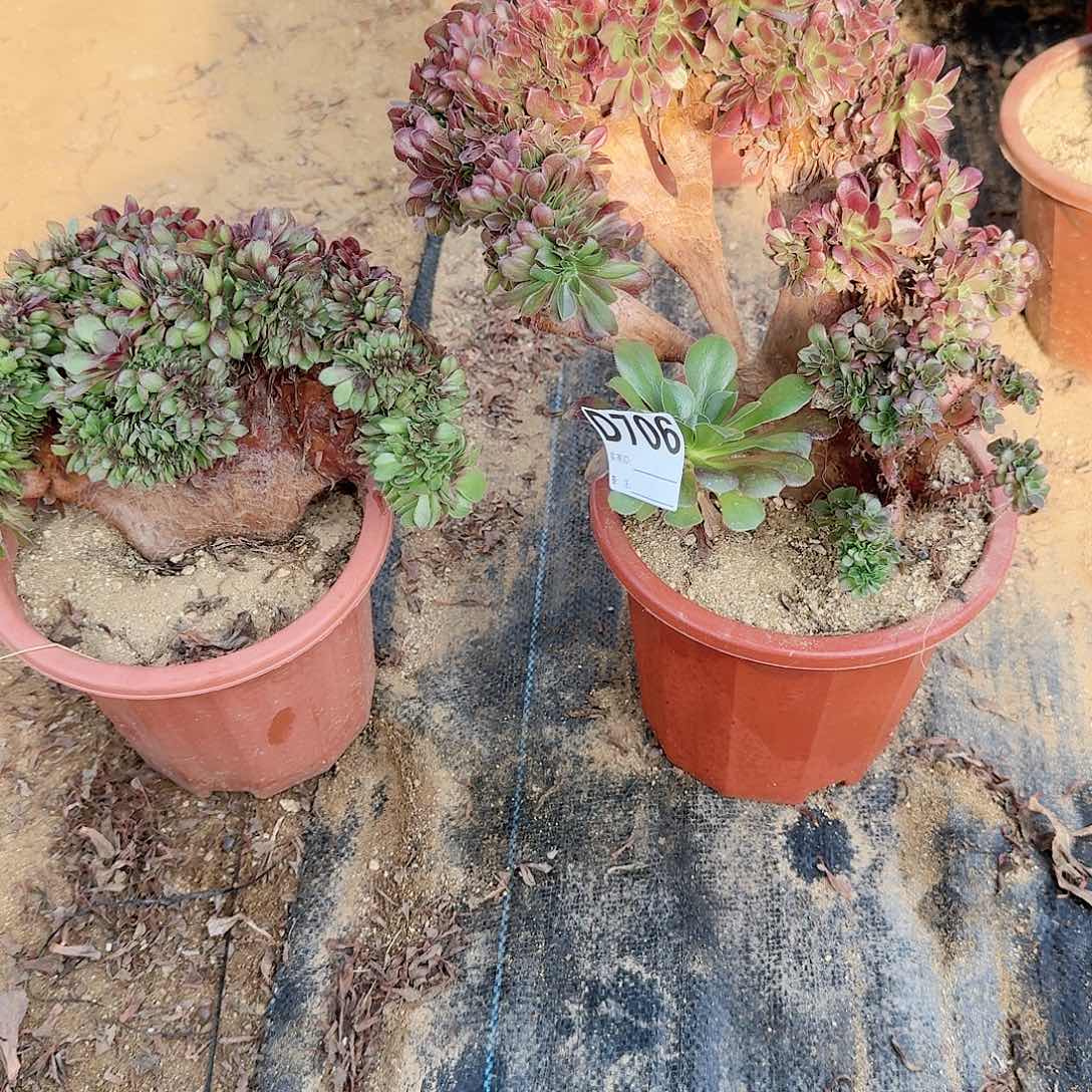 706万缀玫瑰共2颗