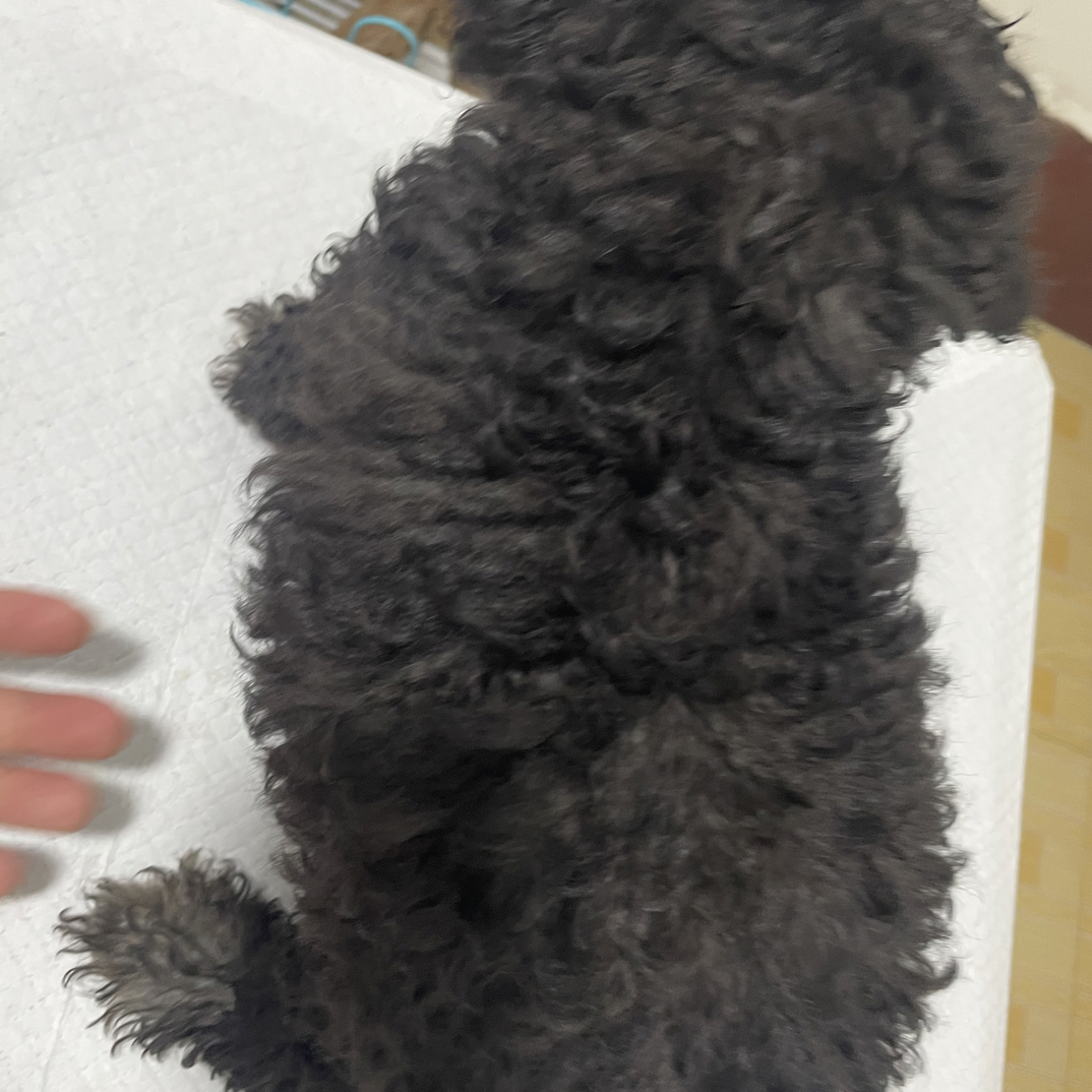 灰太迪弟弟活体家庭宠物幼犬专属链接
