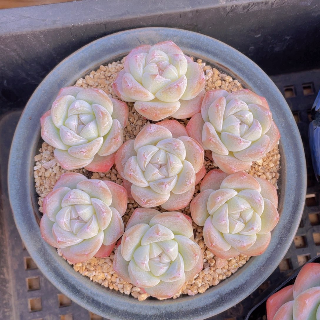 量拍100号 樱花钻石冰玉单头7个