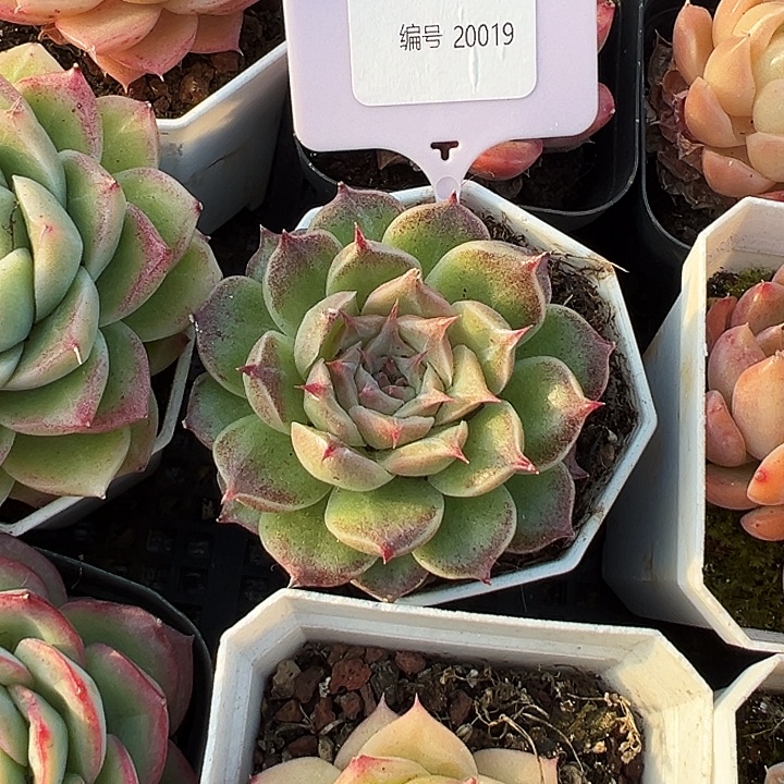 糖心      20019号