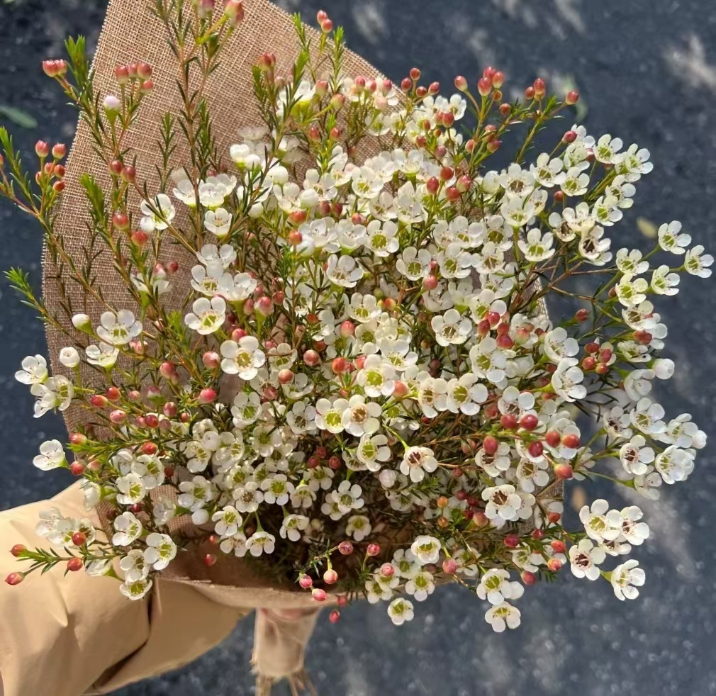 年宵花五福临门澳洲腊梅
