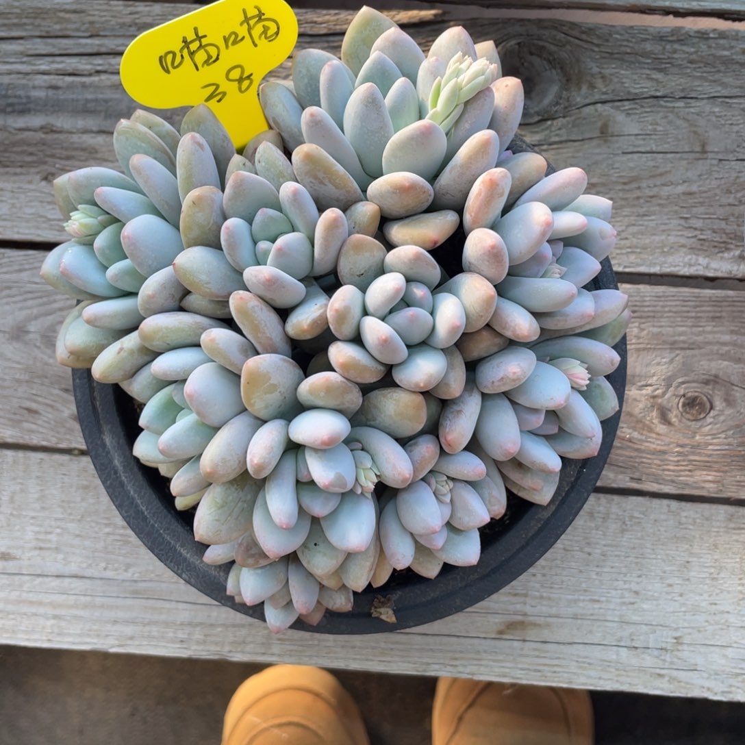 喵****猫奶酪体香水群生无砍38