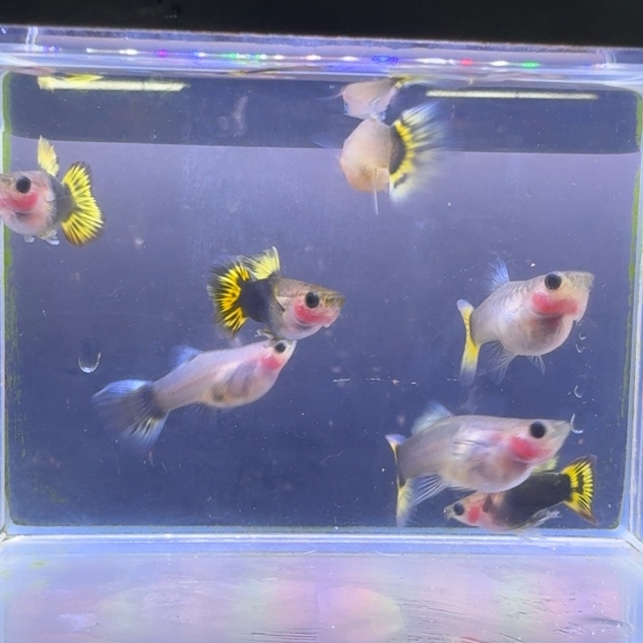 钓***人孔雀鱼小蜜蜂葵花玻璃猫短身三对