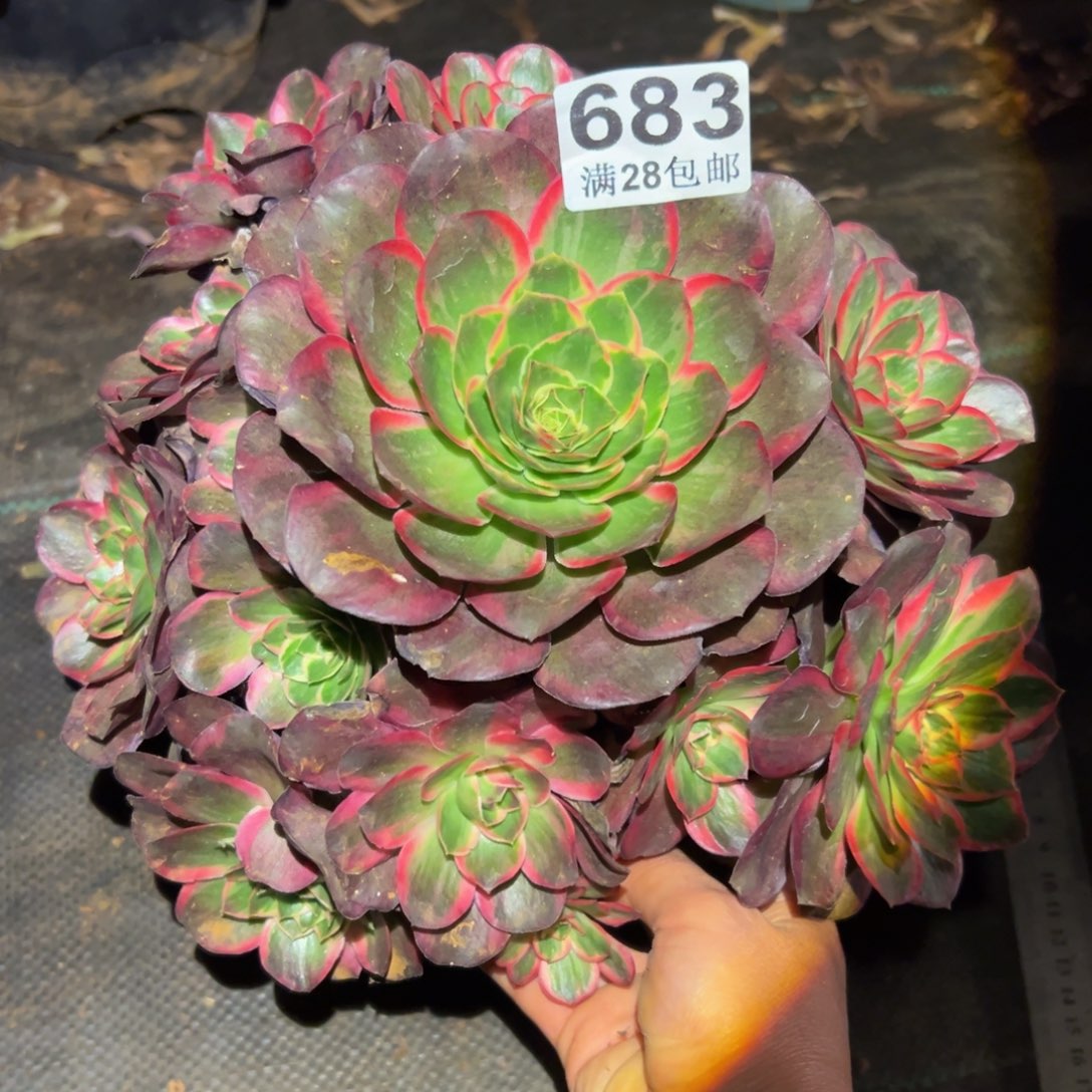 多肉植物683纳福的