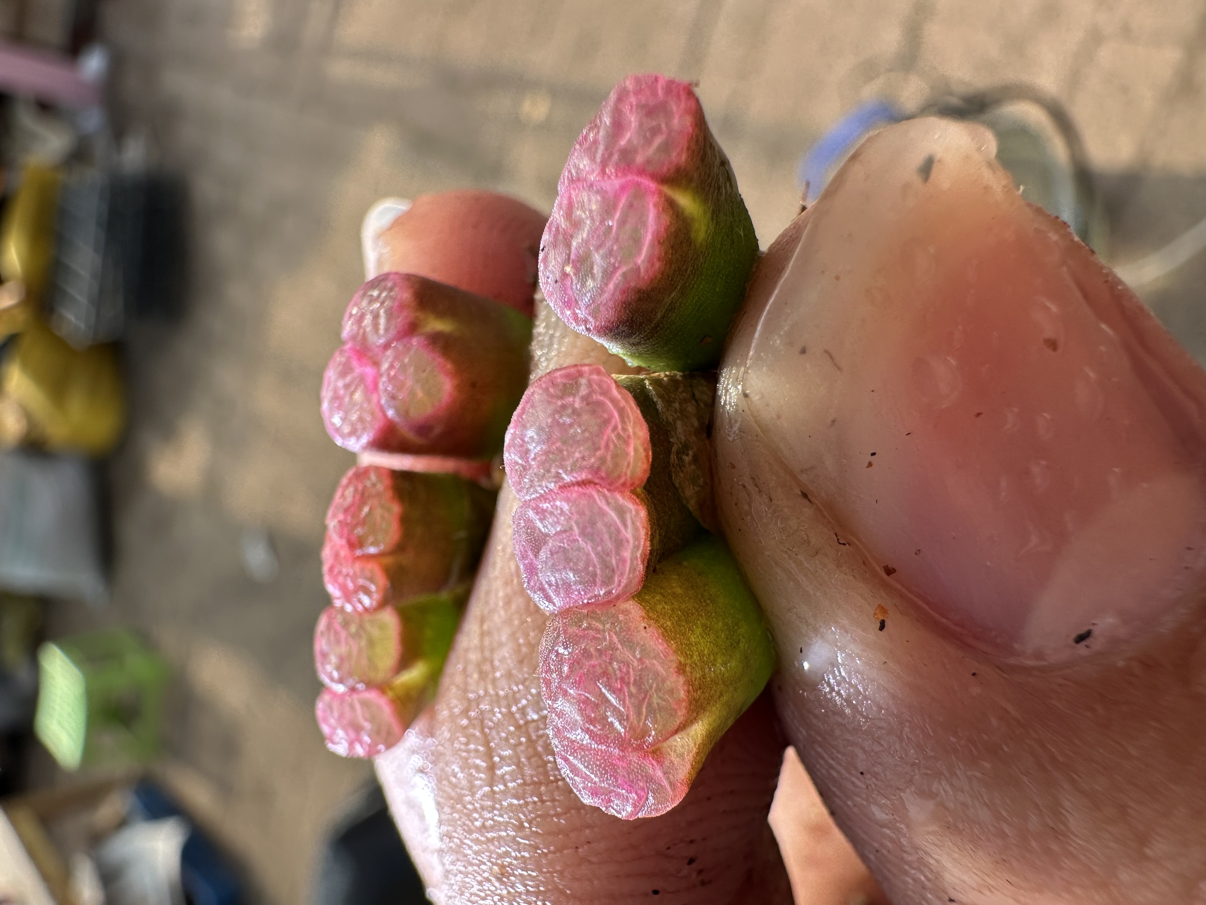 118多肉植物肉锥粉水晶一颗