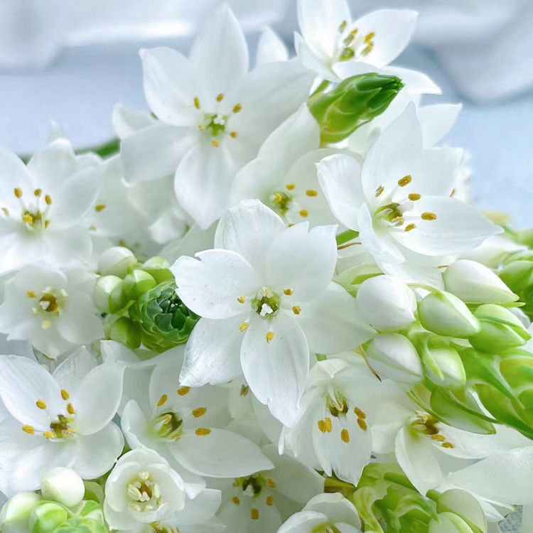 『雀梅』 高品质  全场一单包邮 两单顺丰