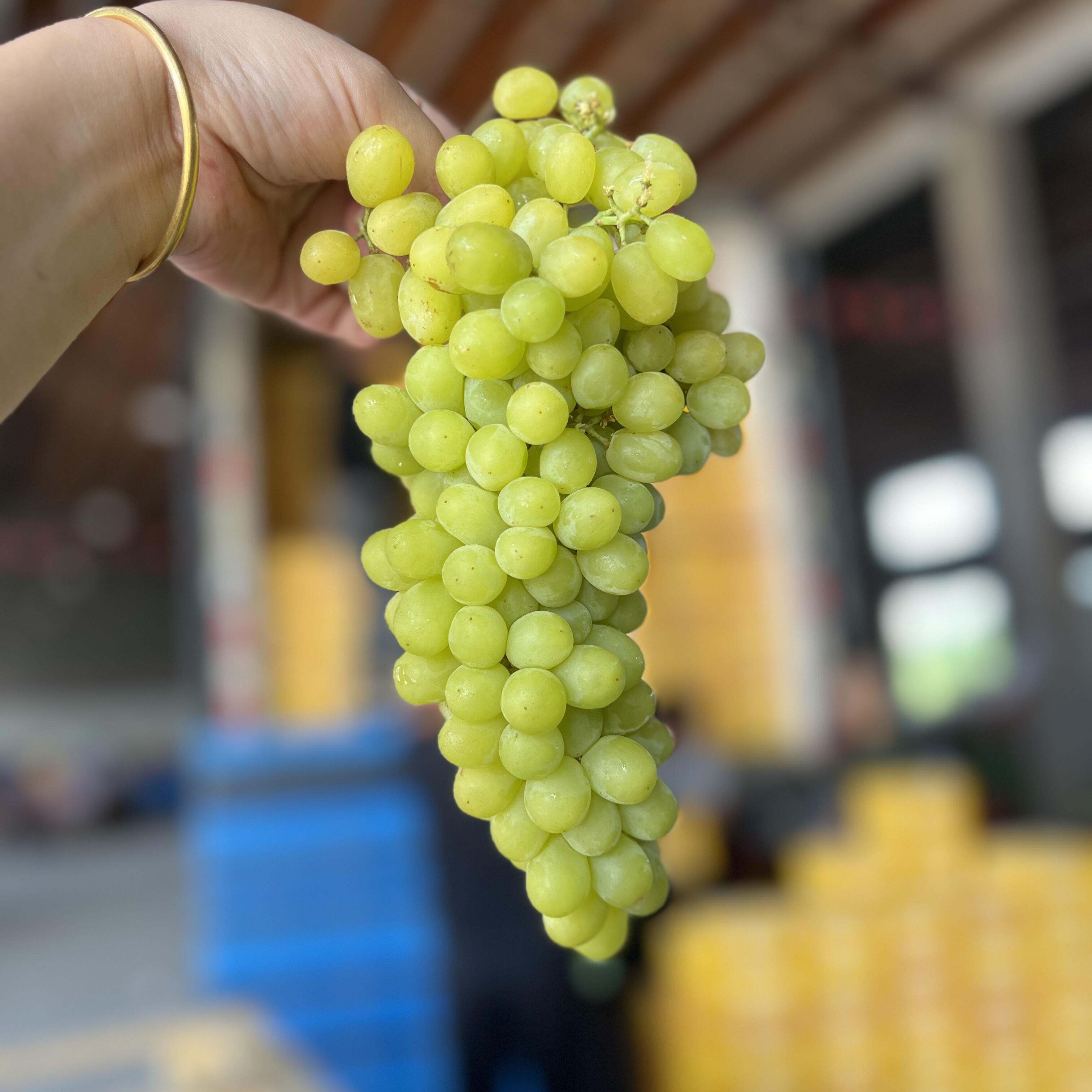 【顺丰次日达】新疆无核白葡萄吐鲁番新鲜水果青提五斤新疆维吾尔自治区