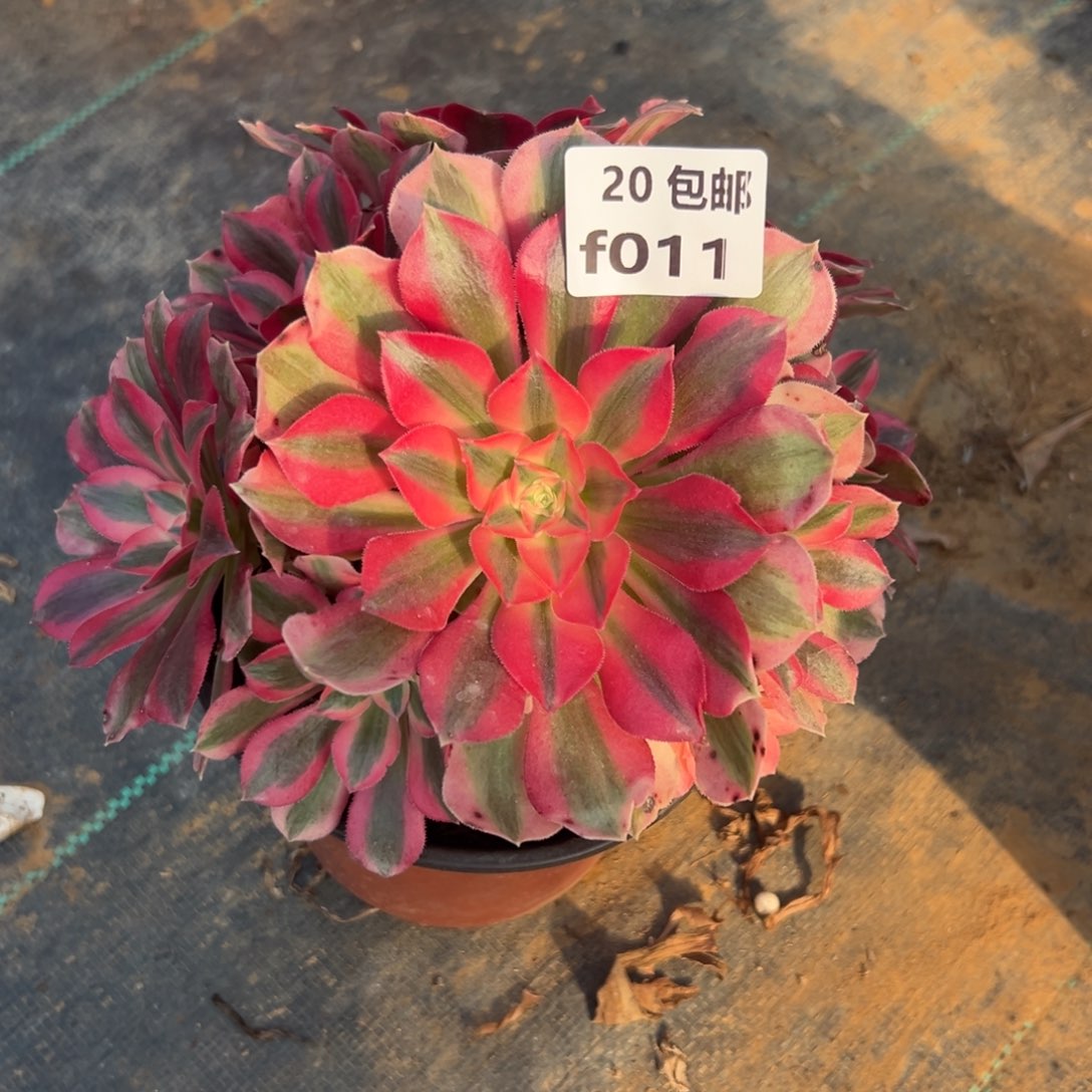 011女妖，多肉法师，