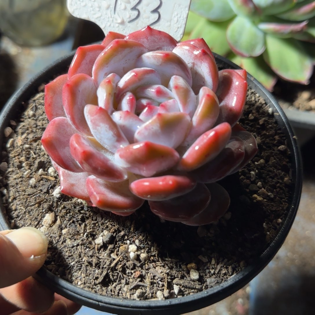 惊鸿一物一拍包装收缩花旱133