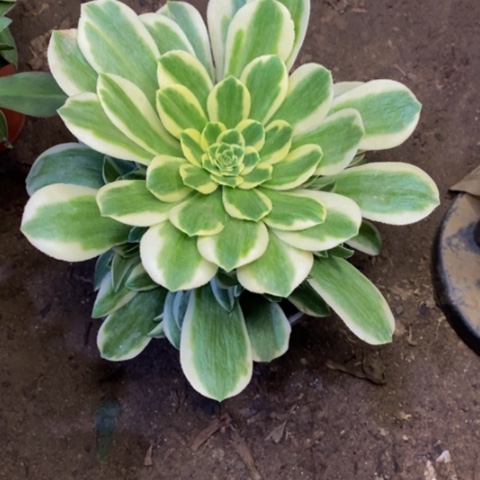 迈巴赫多肉植物量拍