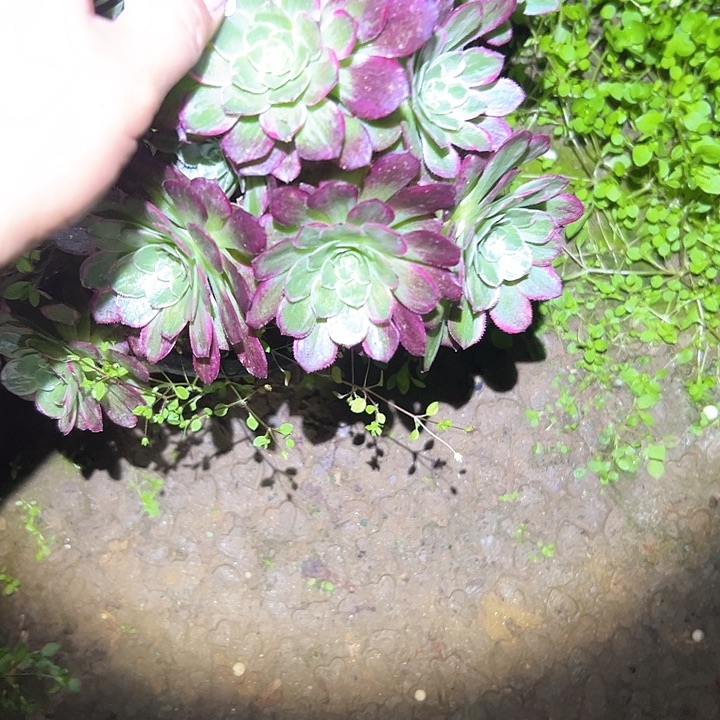 宝****长莲花座多肉一物一拍123