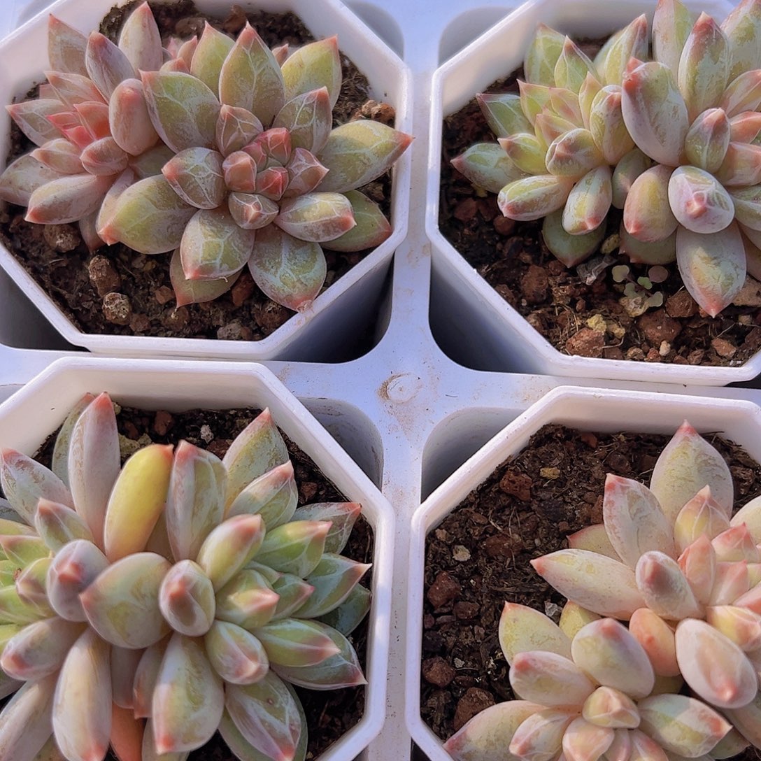 双头幻影美人19包邮