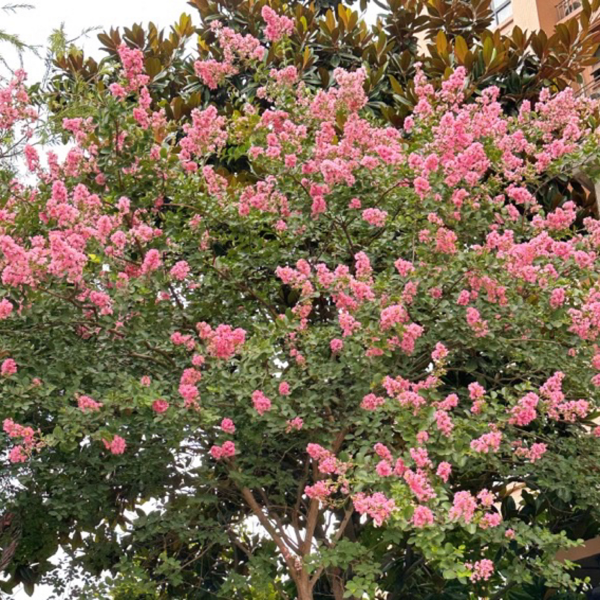 紫薇花花开百日老品种紫薇绿植