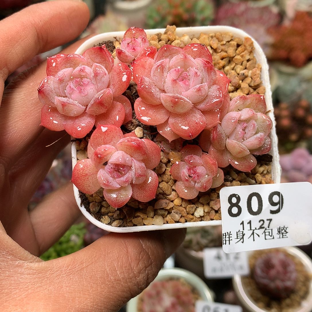 精控拇指盆11.27809