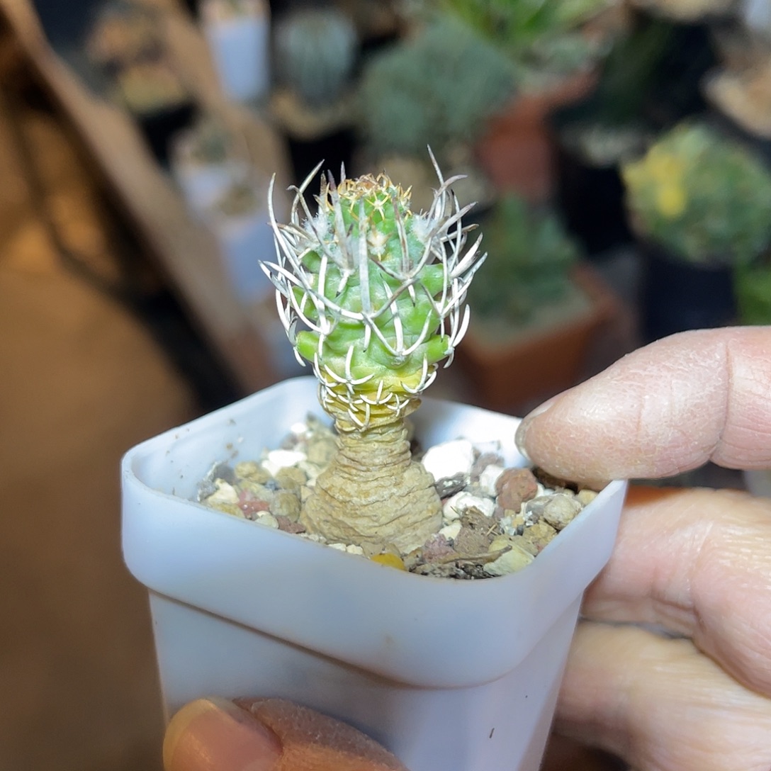 实生孤龙丸仙人球