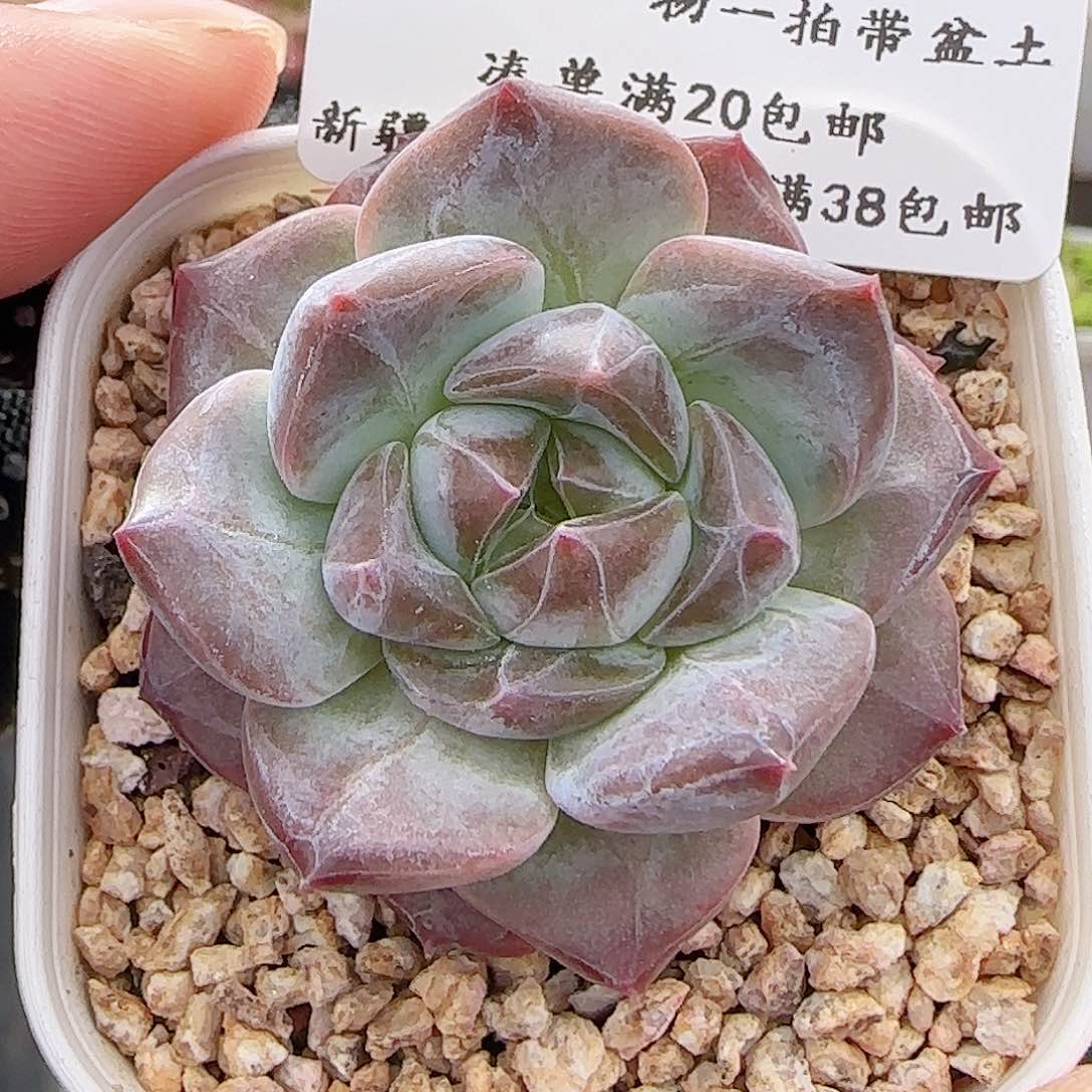 多肉0706-143糖心糖心