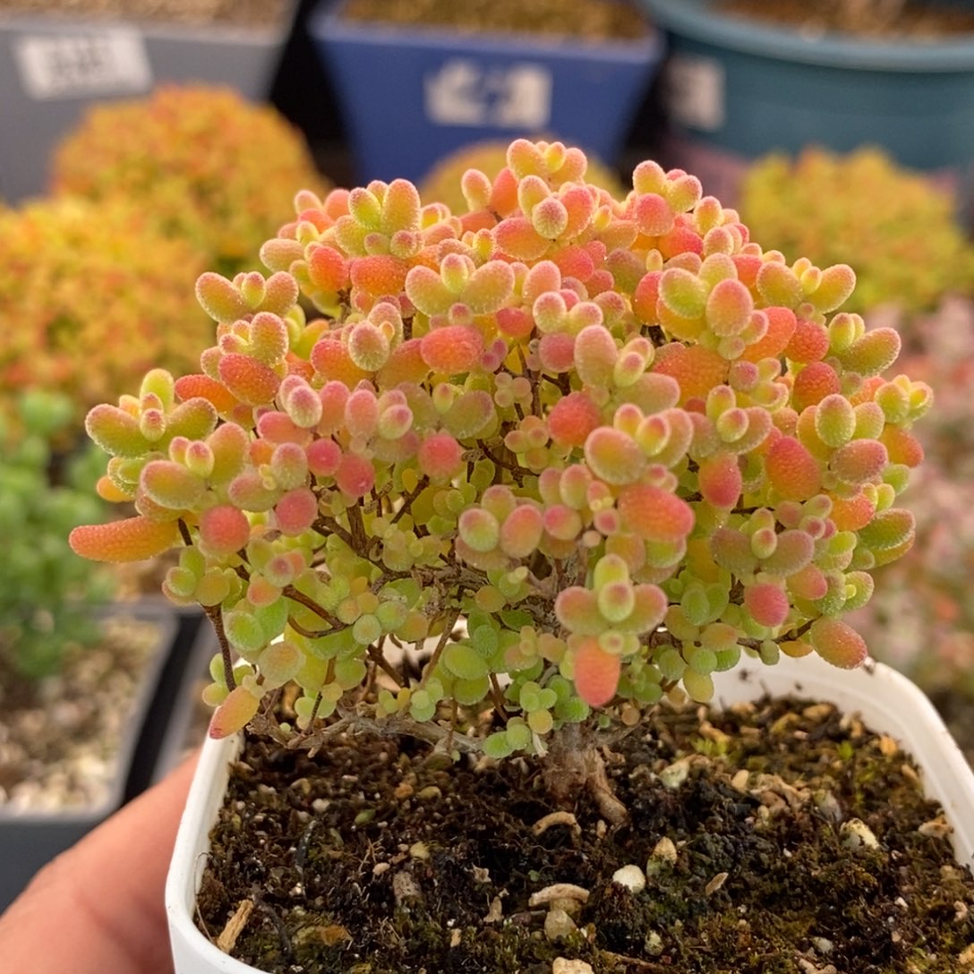 632蜜橘糖球 。       