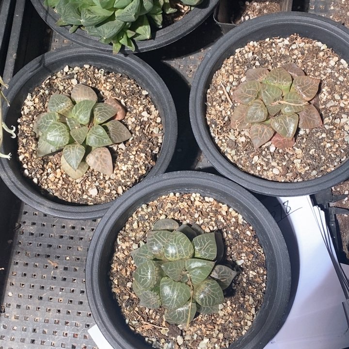 康平101一盆 带盆土随机发货 炸弹福利