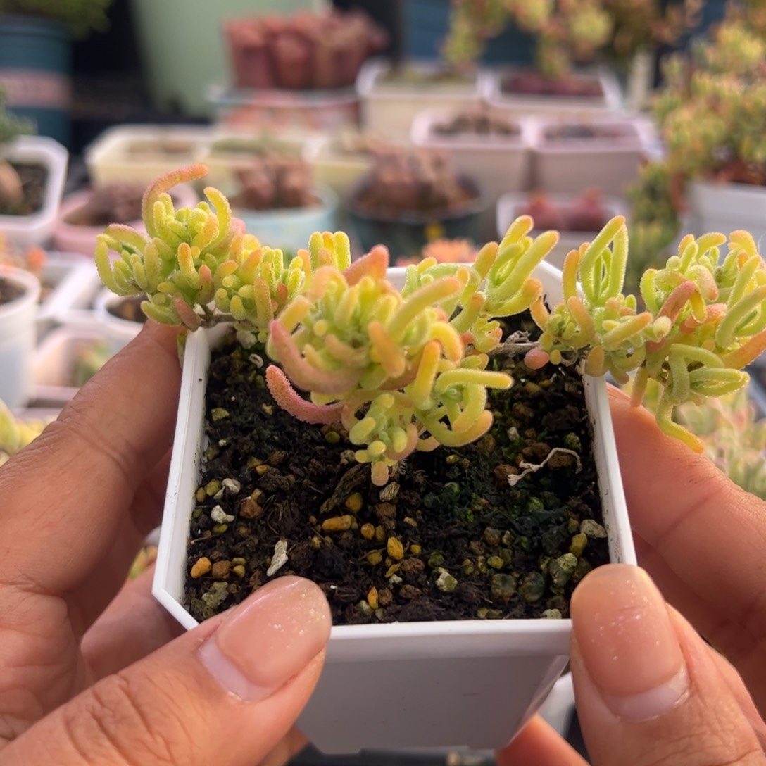 肥***崽多肉植物枝干红叶黄锦