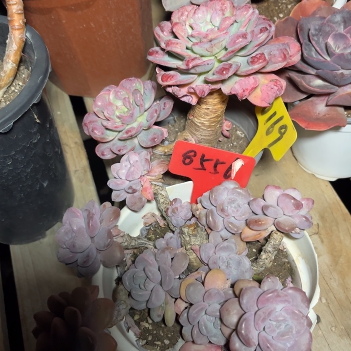 雨滴多肉植物0169 白鹿8556