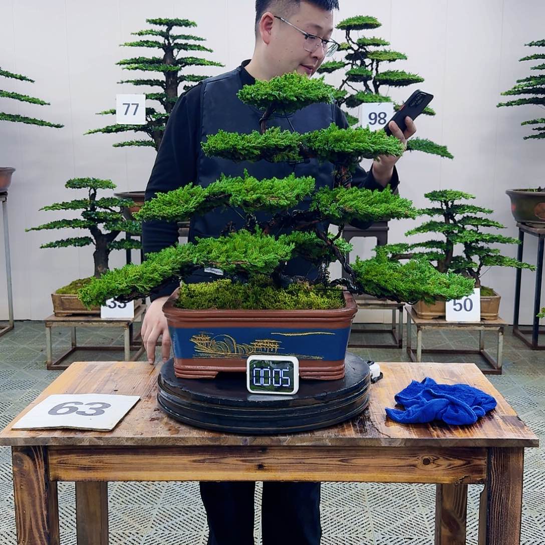 盆景柏树造型盆景