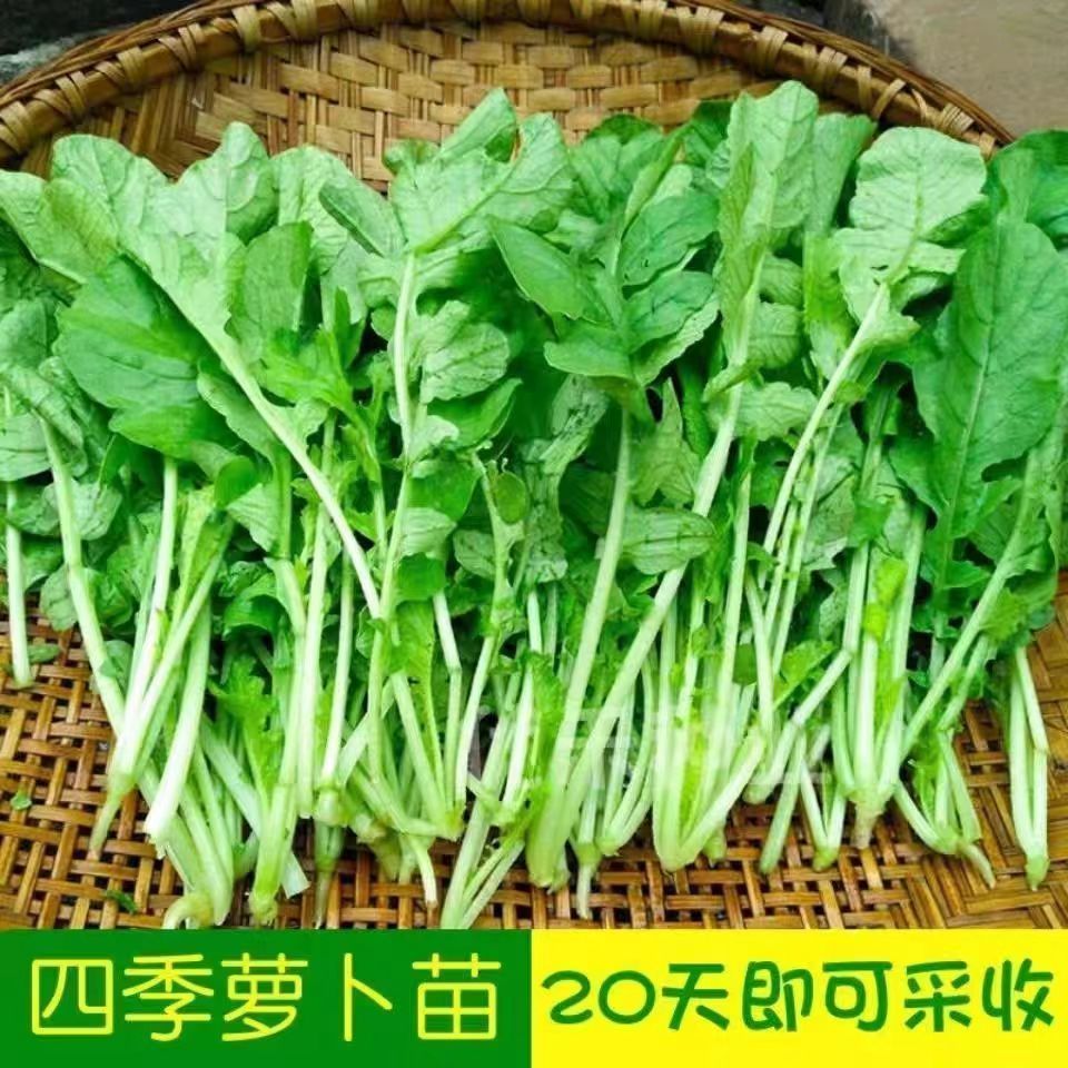 【满5包/包邮】四季速生萝卜苗种子适合阳台庭院水培