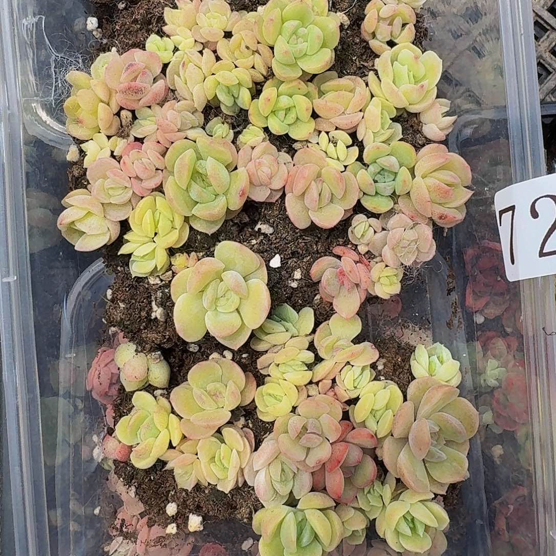 多肉植物多肉植物721