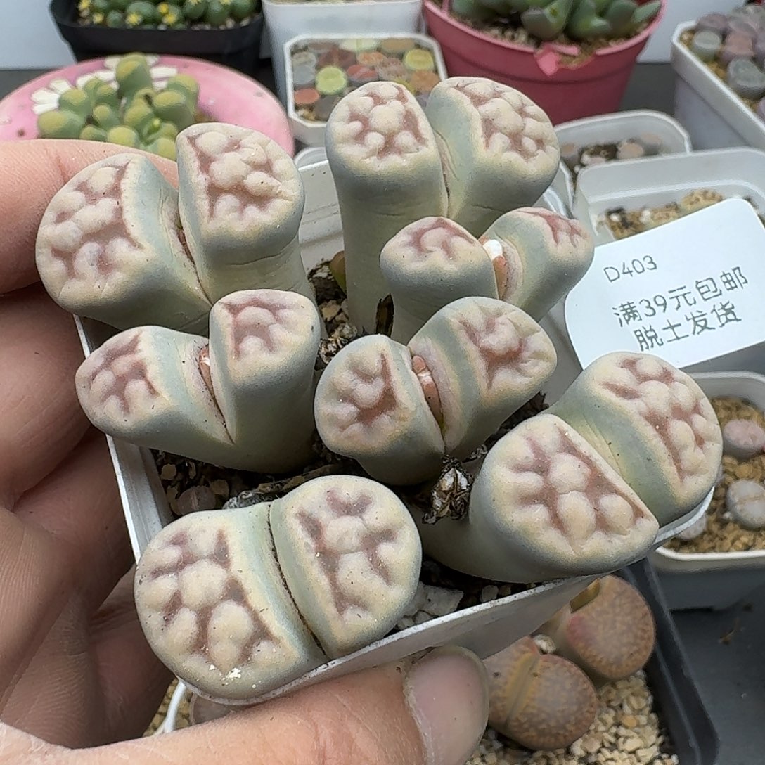 403腿长介意勿拍多肉