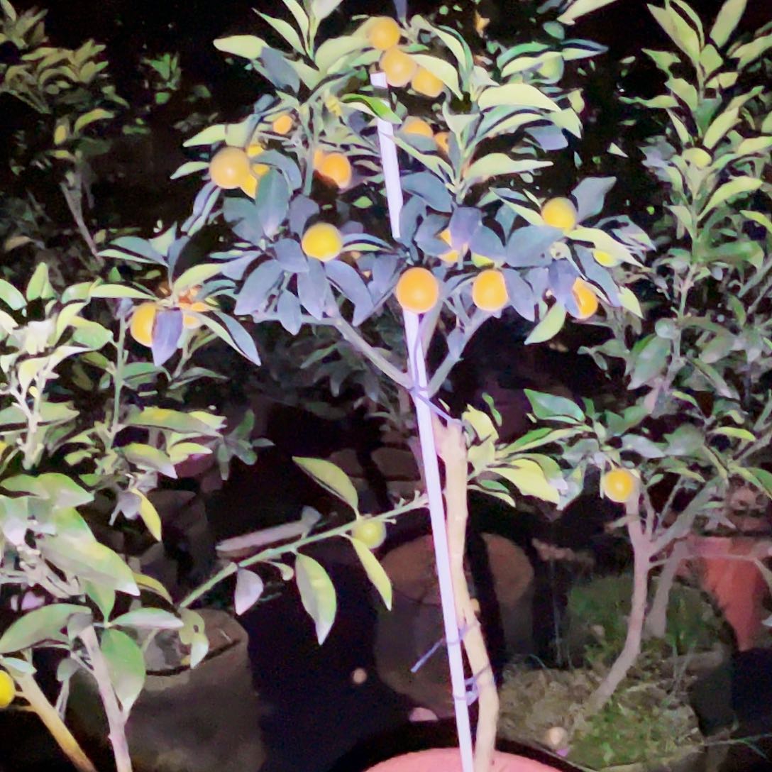 无花朵林*强dddddfffd