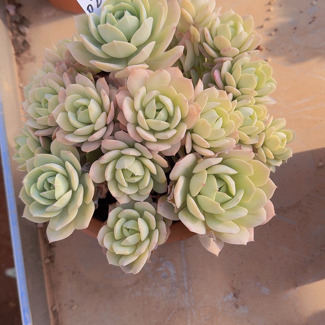 草***鹿0241恋曲多肉植物