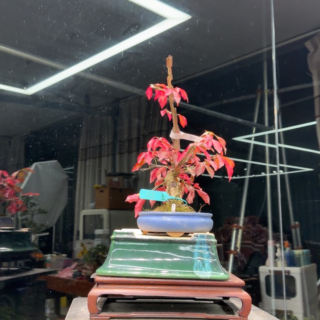 天***烦无花朵花卉苗木花卉苗木