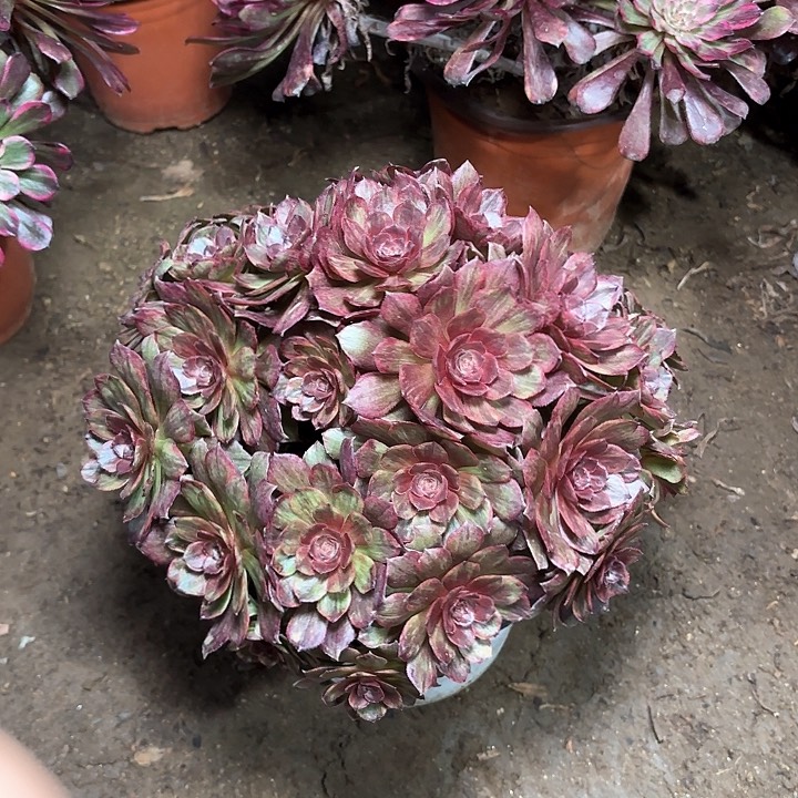 多肉植物红丝绒28