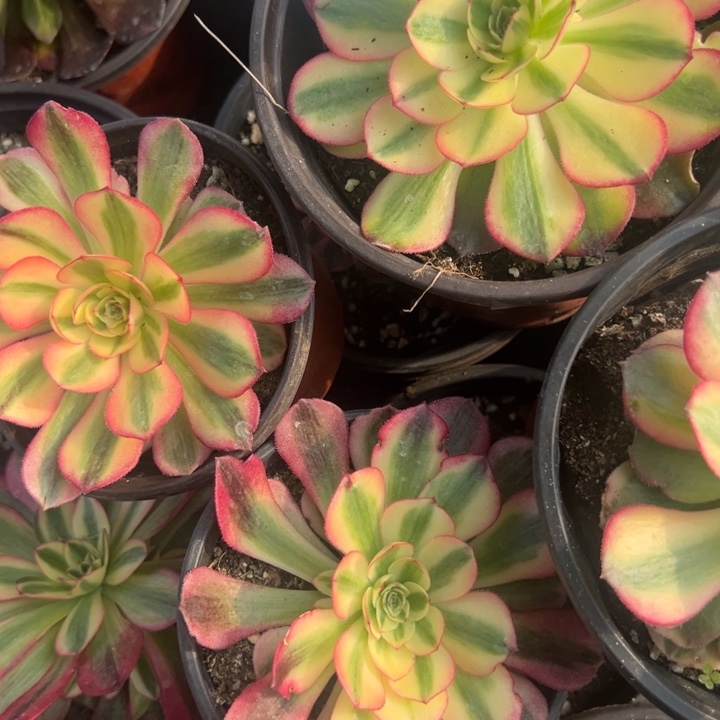 多肉植物203不售后