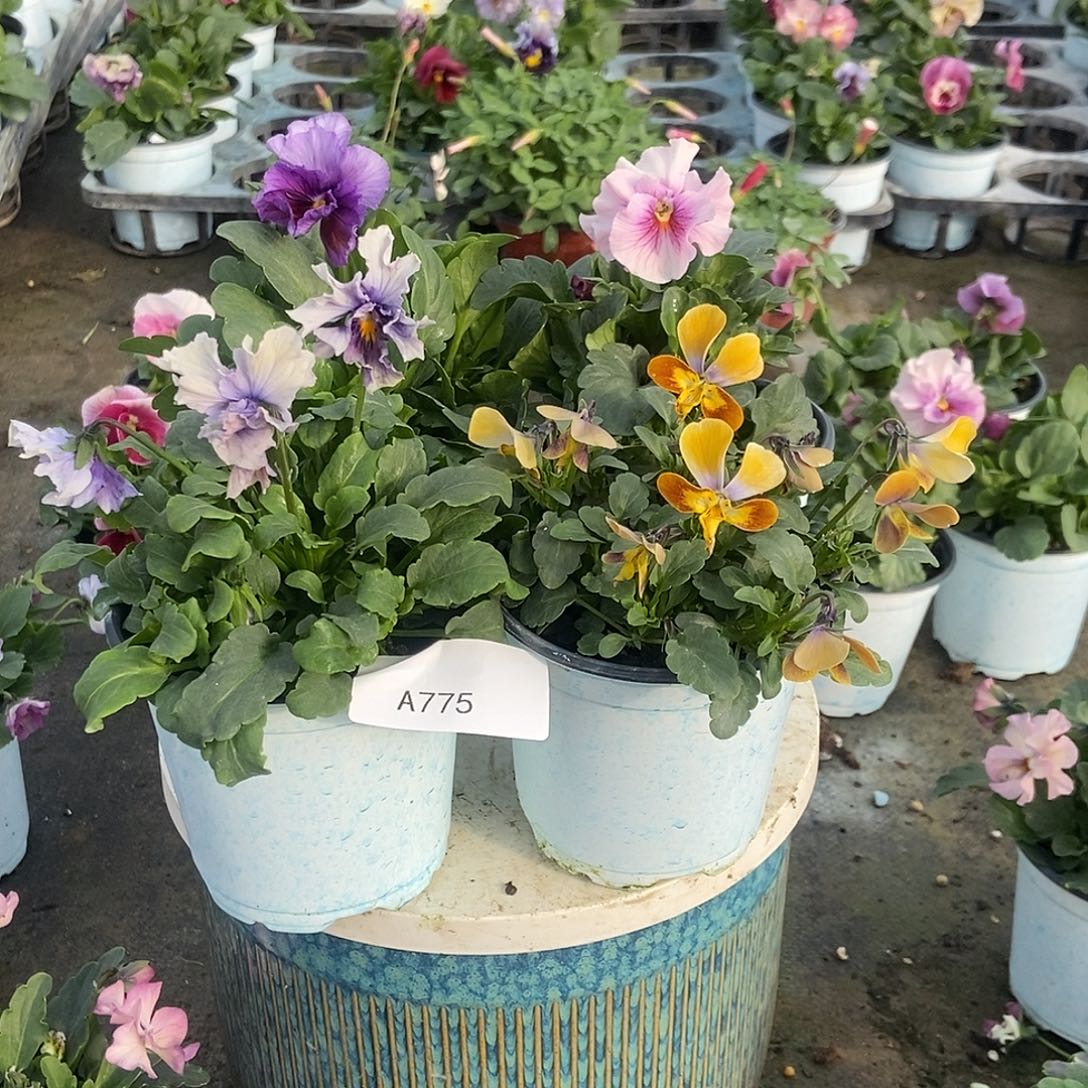 大部分花苞少量开放775