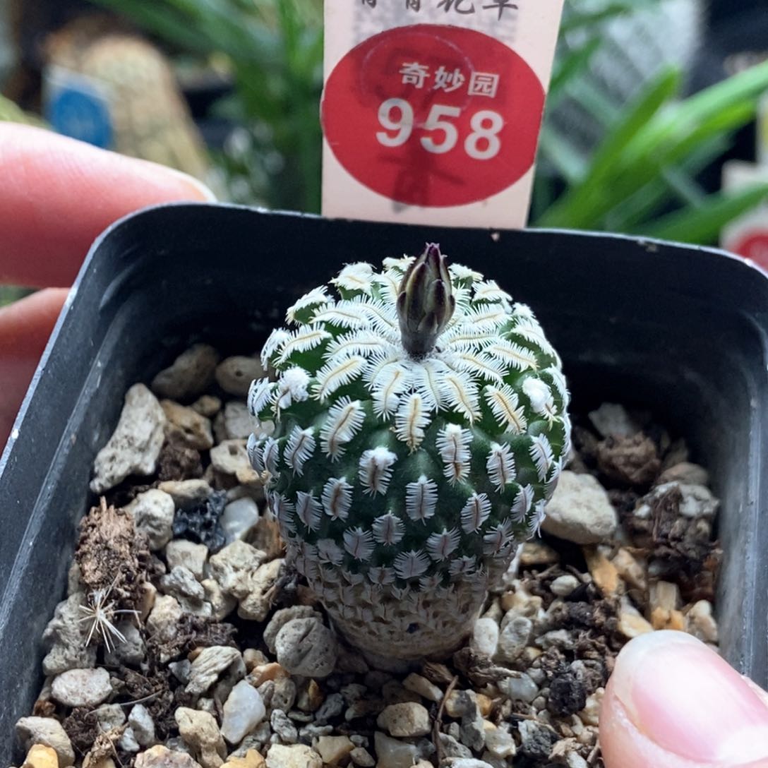 实生带花苞精巧殿2.6cm