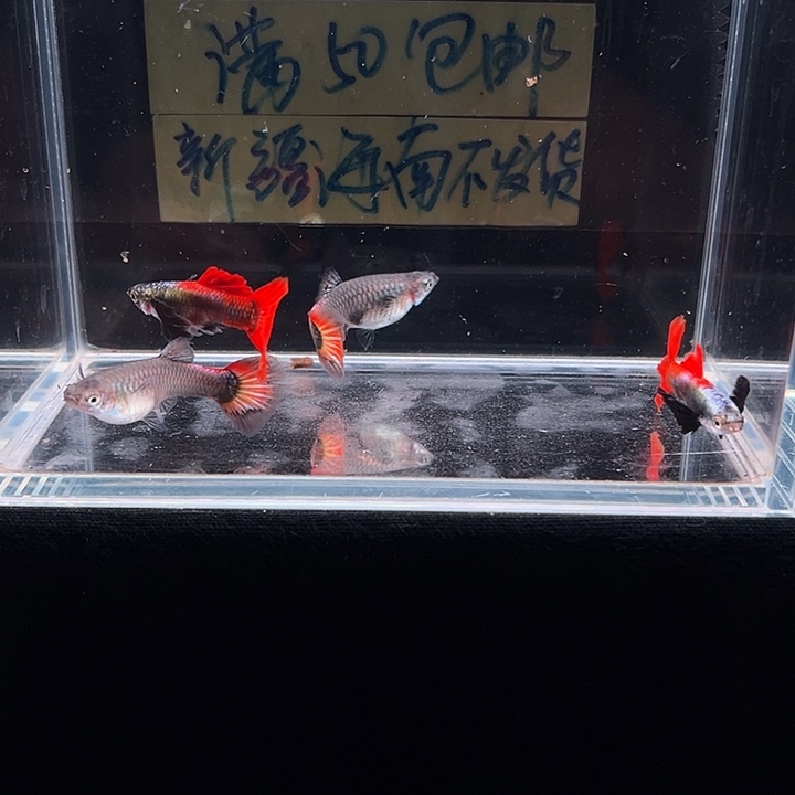 孔雀鱼白金象耳孔雀