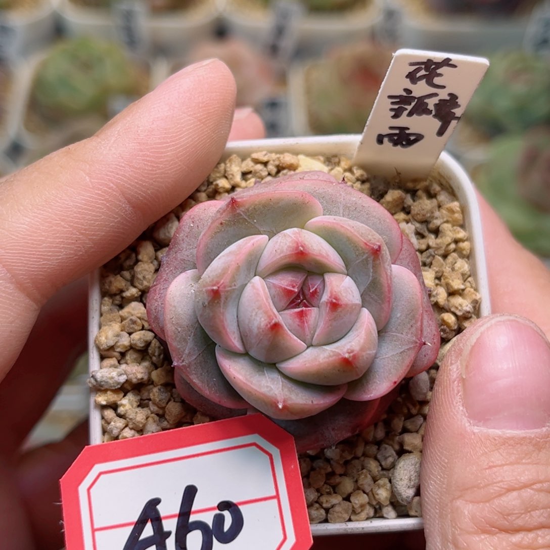 A6一物一拍 花瓣雨