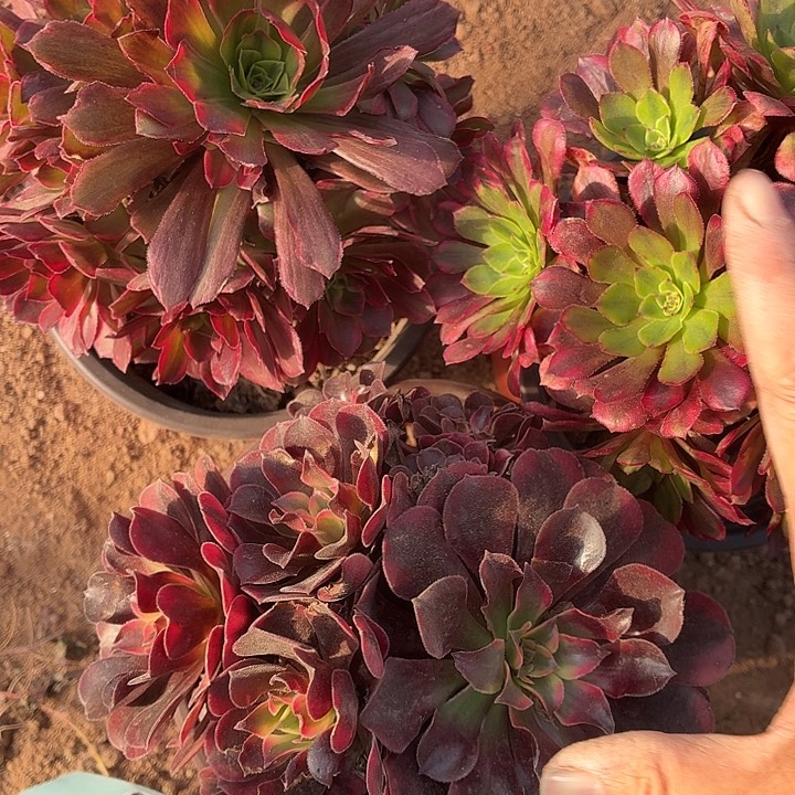 688好一物一拍3颗